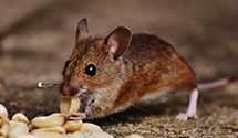 24 Hour & Emergency Exterminators in Loyalsockvle, PA